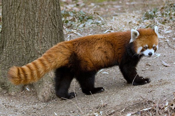 Red Panda