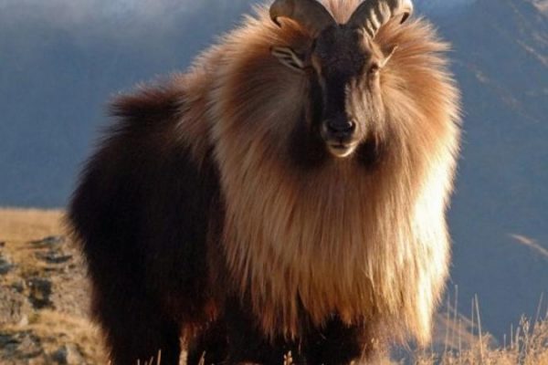 Male Himalayan Tahr in Nepal